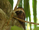Animals - Manuel Antonio Costa Rica
