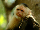 Monkey - Manuel Antonio Costa Rica