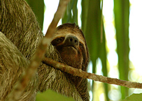 Manuel Antonio Quepos Costa RIca