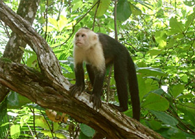 Manuel Antonio Quepos Costa RIca